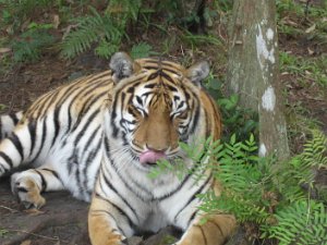 2007 Big Cat Rescue